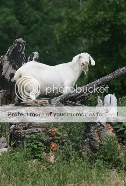 Which of your goats came from Emily/Ozark Jewels? - Goats