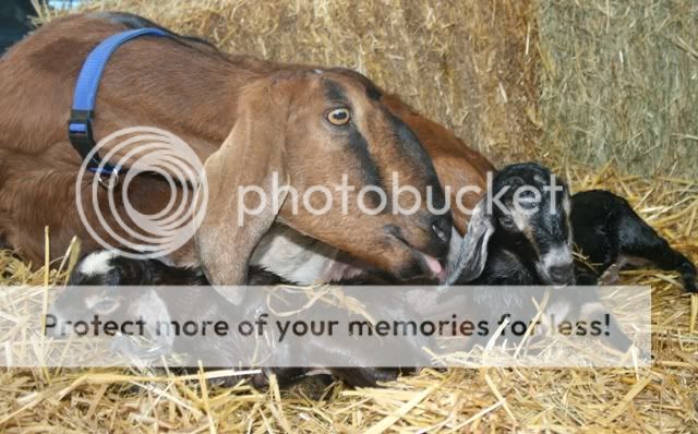 Which of your goats came from Emily/Ozark Jewels? - Goats
