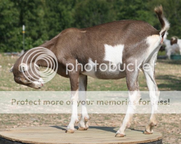 Jimmy update - Goats