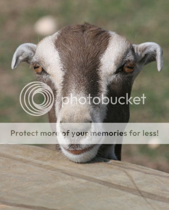 Jimmy update - Goats