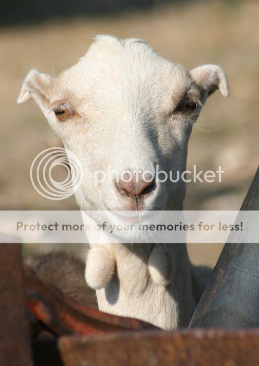 Jimmy update - Goats