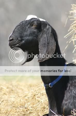 Which of your goats came from Emily/Ozark Jewels? - Goats