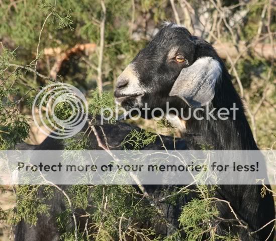 Which of your goats came from Emily/Ozark Jewels? - Goats