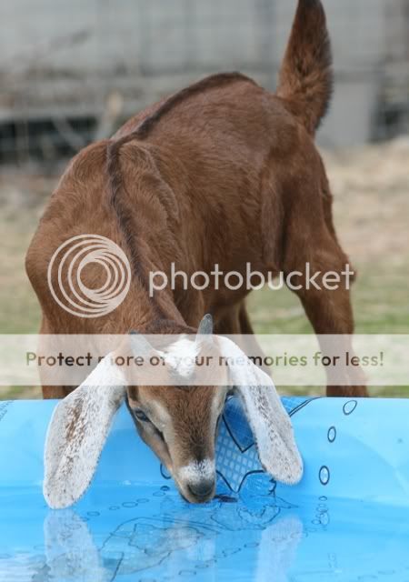 Which of your goats came from Emily/Ozark Jewels? - Goats