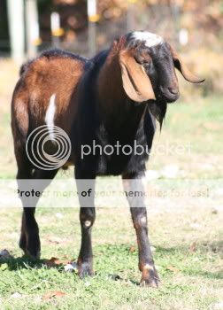 Which of your goats came from Emily/Ozark Jewels? - Goats