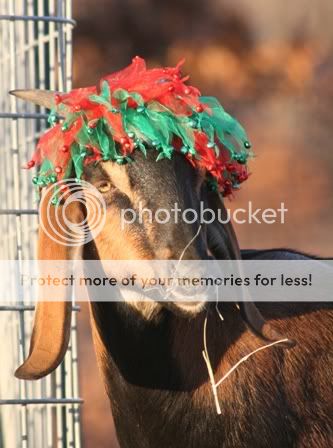 Which of your goats came from Emily/Ozark Jewels? - Goats