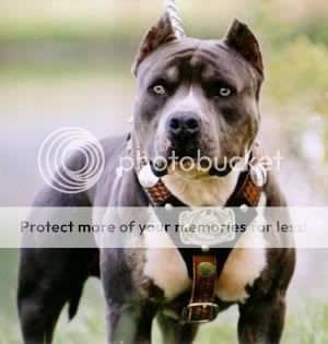 What is your favorite type of dog? What is your favorite type of dog?