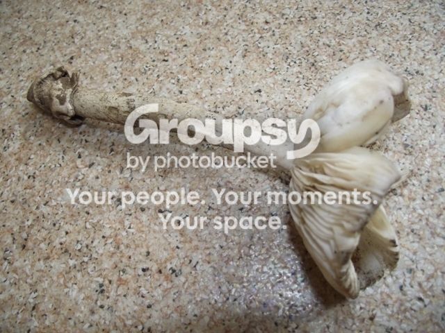 DSCF4499.jpg