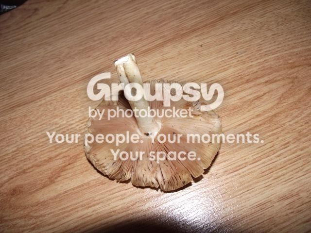 DSCF4511.jpg