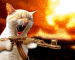 cat.gif